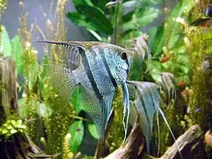 Scalare (Pterophyllum scalare)