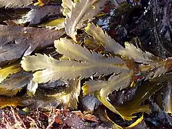 Stramenopila/Chromista - Fucus serratus