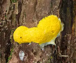 Plasmodium af troldsmør (Fuligo septica)