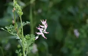 Mur-Jordrøg (Fumaria muralis).