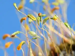 Alm. Snobørste Funaria hygrometricaFoto: Kristian Peters