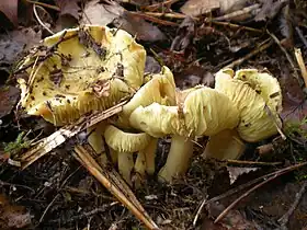 Ægte ridderhat (Tricholoma flavovirens)