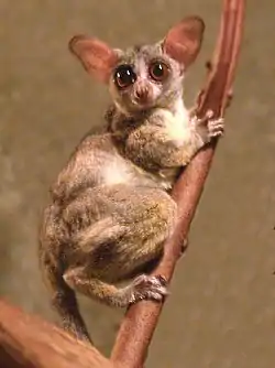 Senegal-galago (Galago senegalensis)