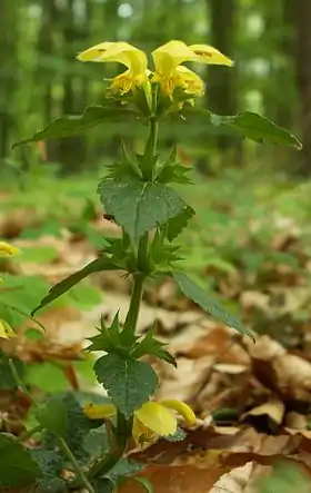 Foto: Krzysztof Ziarnek.