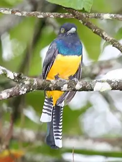 Blågul trogon