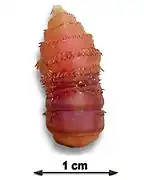 Larve af hestebremse