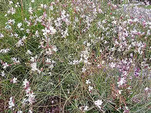 Pragtkerte (Oenothera lindheimeri) Foto: Francisco Javier Martín López