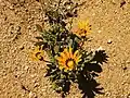 Gazania krebsiana Northern Cape, Sydafrika