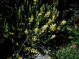 Vingevisse (Genista sagittalis) kan bruges som stenbedsplante.