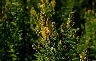 Blomstrende skud af Farve-Visse.