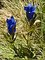 Klokkeensian (Gentiana pneumonanthe)