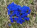 Gentiana verna