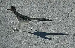 Stor jordgøg (Geococcyx californianus)