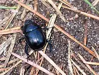 Geotrupes stercorarius Skarnbasse