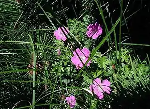 Blodrød storkenæb ved Kattegatkysten.