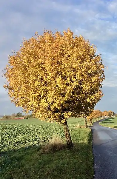 Gerlevvej i GerlevOktober 2016.