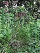 Rød svingel (Festuca rubra)