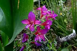 Gladiolus communis  i parken