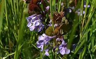 Korsknap i græsplænen.