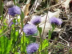 Globularia trichosantha