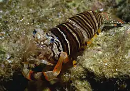 Gnathophyllum americanum, en Palaemonidae