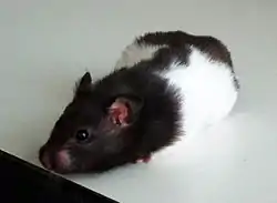 Syrisk guldhamster, Mesocricetus auratus