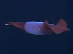 Gonatus fabricii (en)