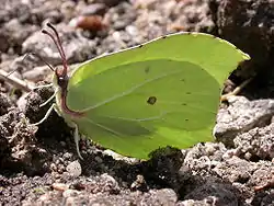 Citronsommerfugl (Gonepteryx rhamni)