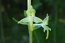 Skovgøgelilje, Platanthera chlorantha