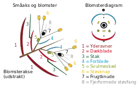 Stakke ses afbildet som nr. 3 på tegning af en toblomstret småaks hos et græs