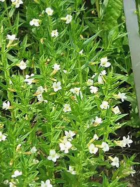 Lægenådesurt (Gratiola officinalis) Foto: Réginald Hulhoven
