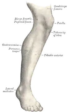 Laterale aspekt af højre ben.