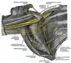 Den højre brachiale plexus (infraclaviculare del) i den aksilære fossa; set nedenfra og fra front.