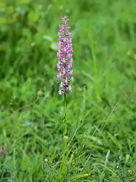 Langakset trådspore, Gymnadenia conopsea