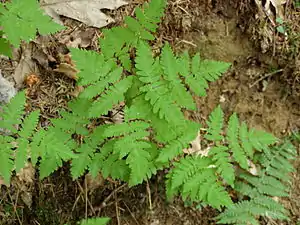 Kæregebregne (Gymnocarpium dryopteris)
