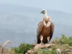 Gåsegrib (Gyps fulvus)