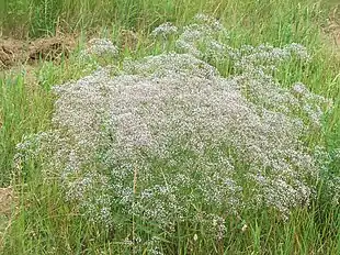 Flerårig brudeslør (Gypsophila paniculata) Foto: Pipi
