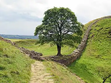 Sycamore Gap Tree, der blev fældet i 2023 i en hærværkshandling (også kendt som "Robin Hood-træet", efter det optrådte i filmen Robin Hood – Den Fredløse)