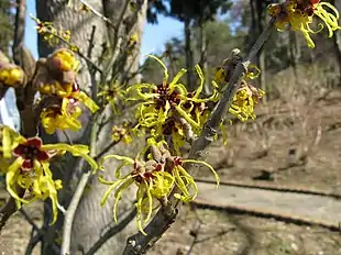Japansk Troldnød (Hamamelis japonica) Foto: KENPEI