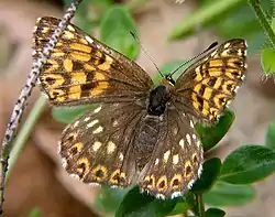 Terningsommerfugl (Hamearis lucina)