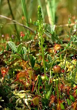 Hjertelæbe i Niedersachsen