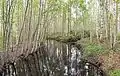 En bæk nær Keskisenlampi natursti i Hankasalmi
