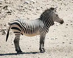 Underarten Hartmanns bjergzebra