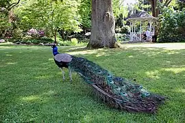 Haven er kendt for sine løsgående påfugle.