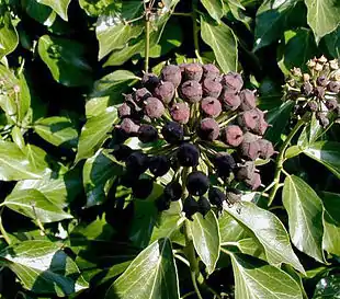 Vedbend i den blomstrende fase,hvor bladlapperne mangler.