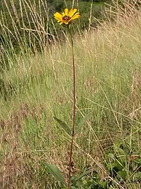 Staudesolsikke (Helianthus pauceflorus) Foto: Matt lavin (via Flickr)