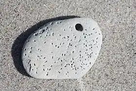 Huller i sten, der stammer fra boreorm.