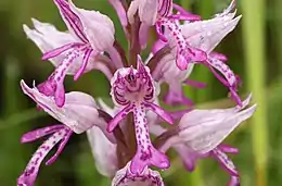 Riddergøgeurt (forsvundet i Danmark)