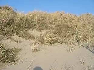 Sandhjælme (Ammophila arenaria) ved Haag.