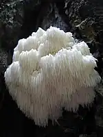 Hericium americanum